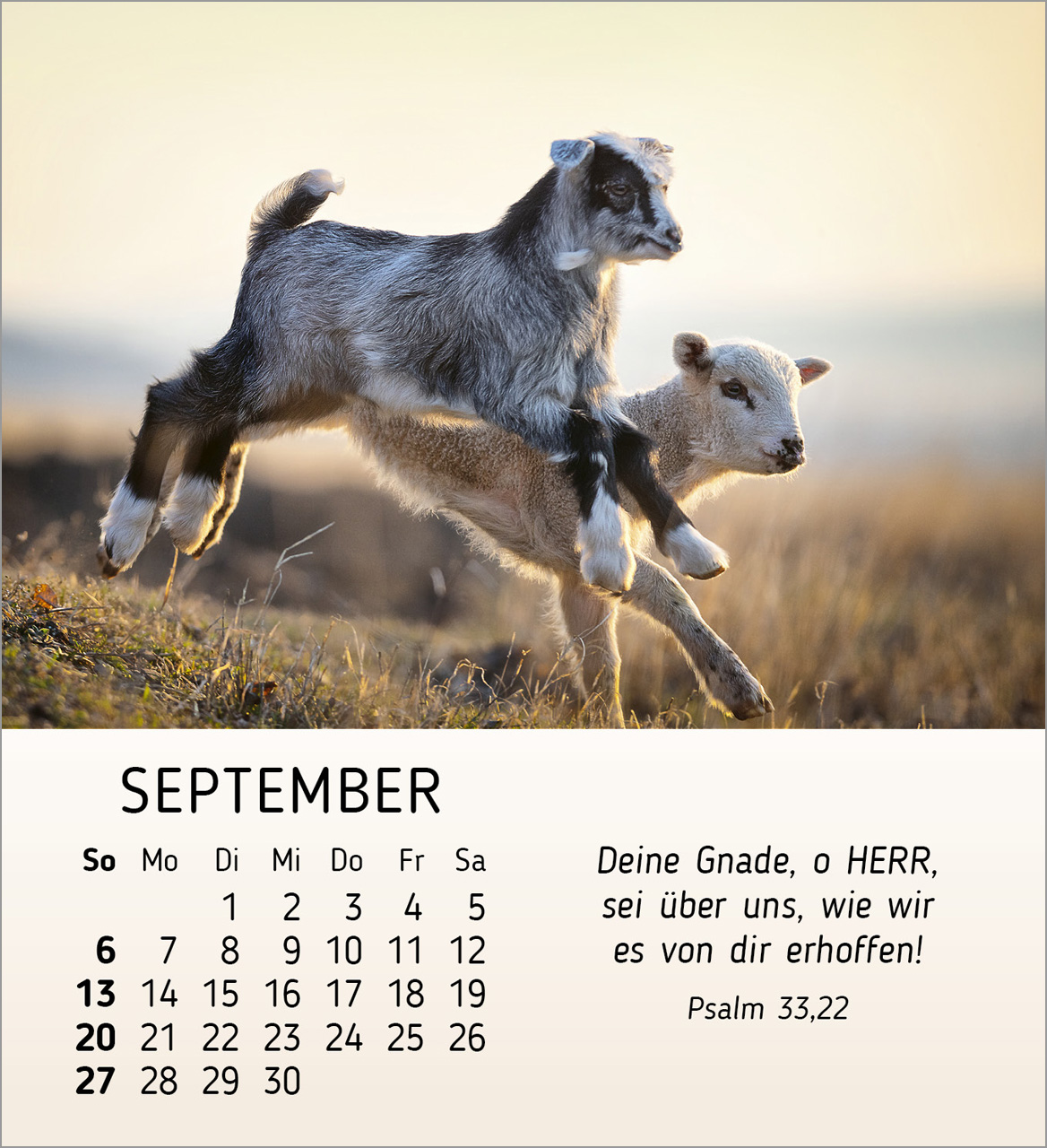 Meine kleinen Freunde 2026 - Tischkalender Meine kleinen Freunde 2026 - Tischkalender