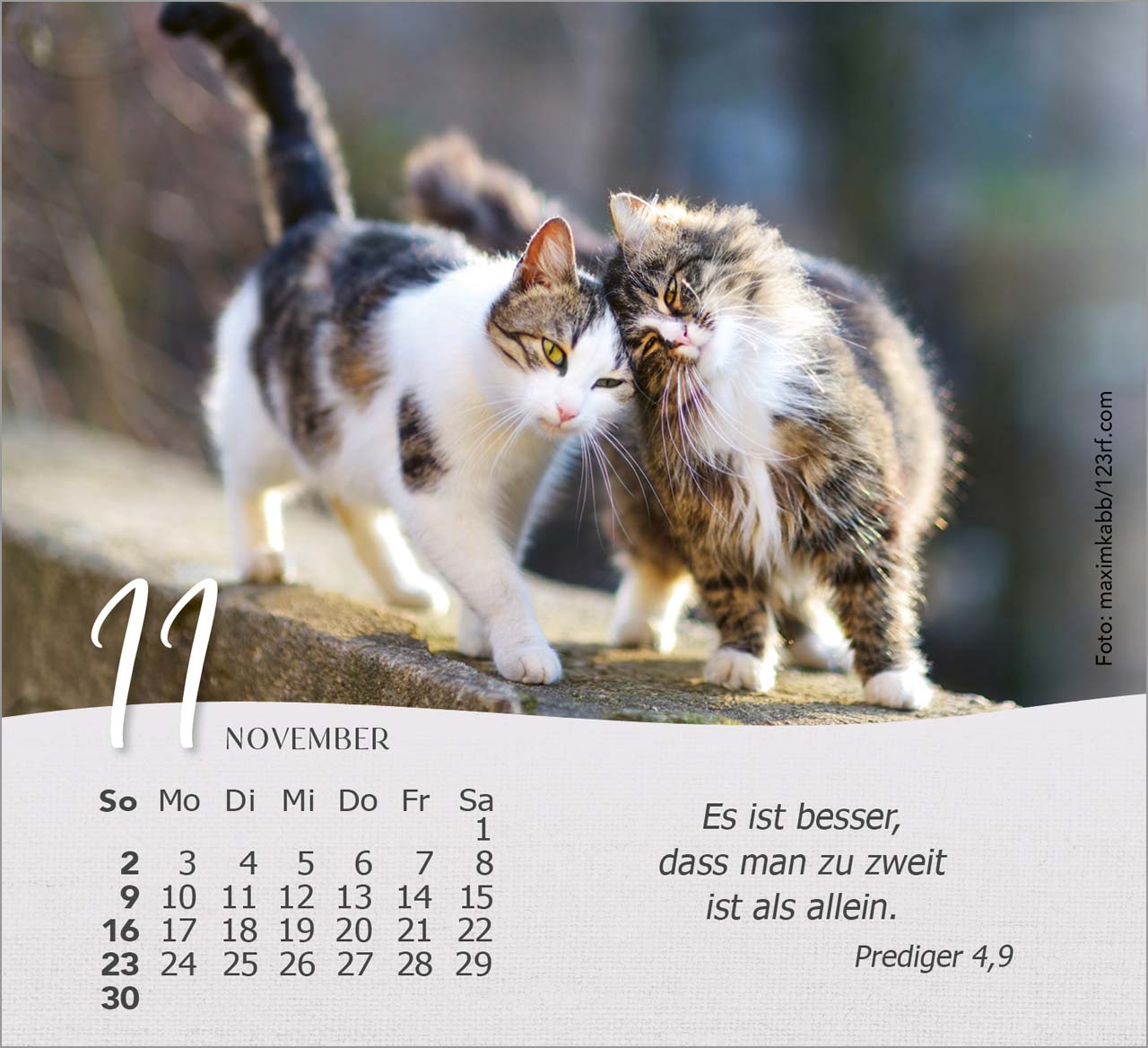 Katzen Tischkalender