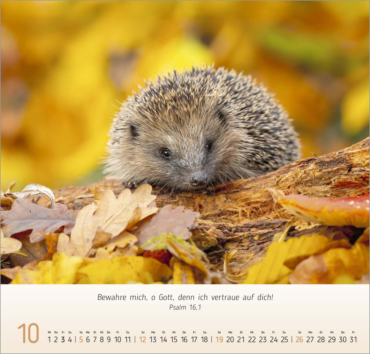 Gesichter der Natur Wandkalender