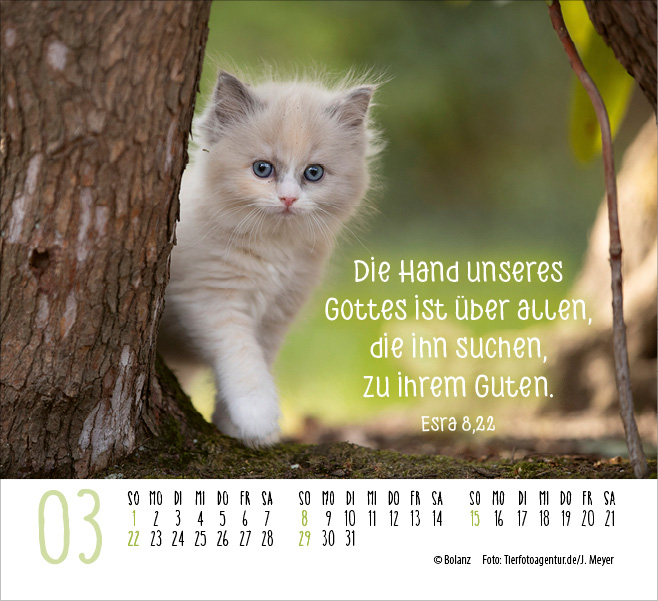 Katzen - auf leisen Pfoten  - Minikalender 2026