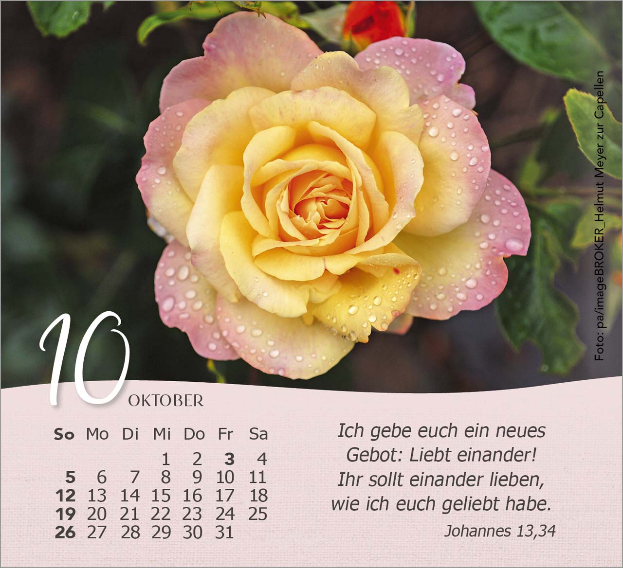 Rosen Tischkalender