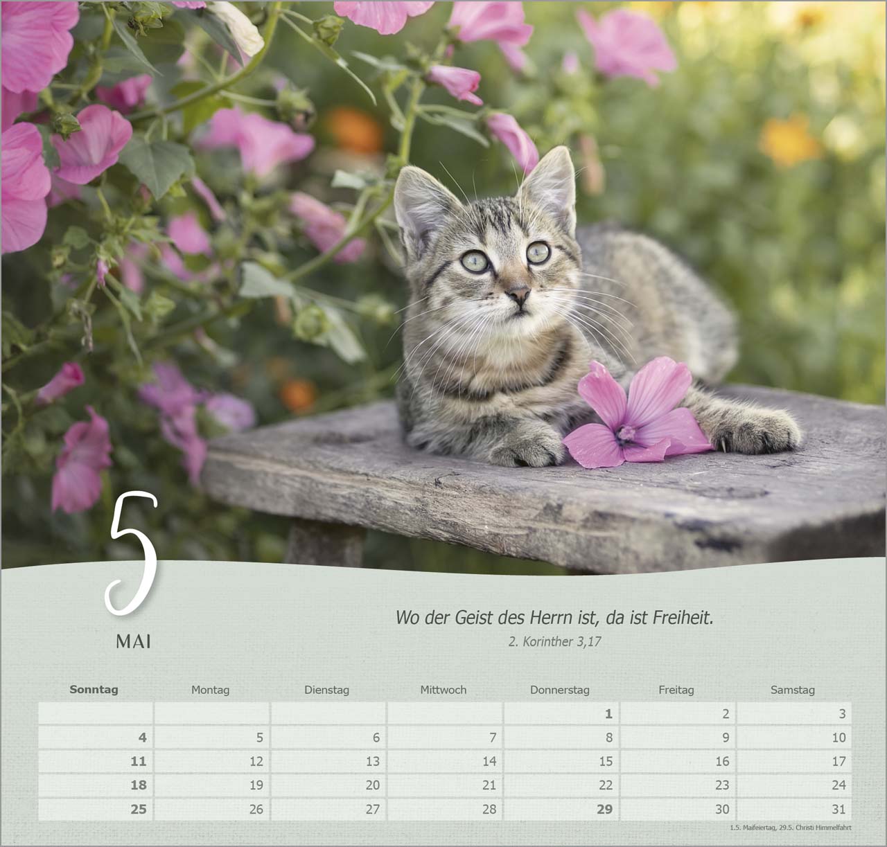 Katzen Wandkalender