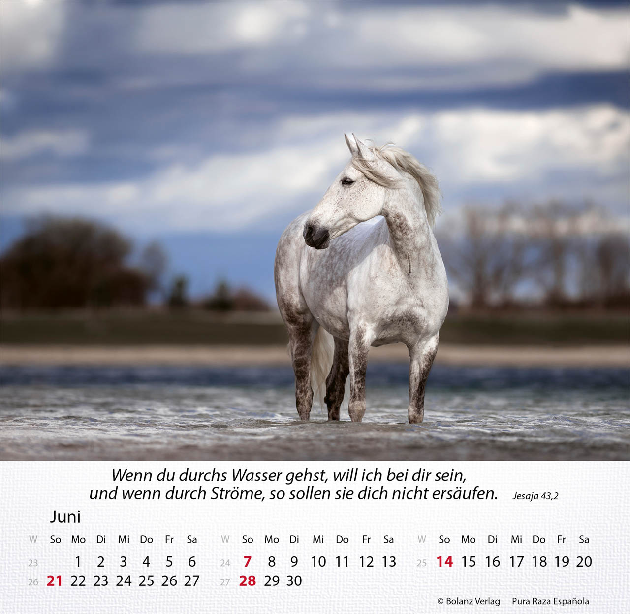 Pferde 2026 - Tischkalender