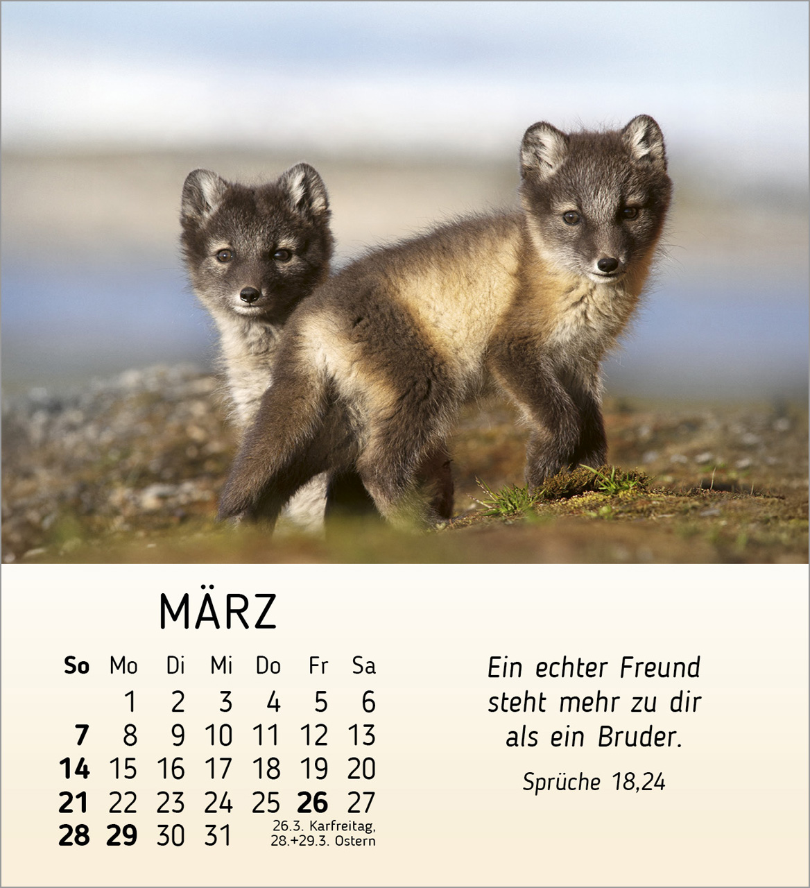 Meine kleinen Freunde 2027 – Tischkalender