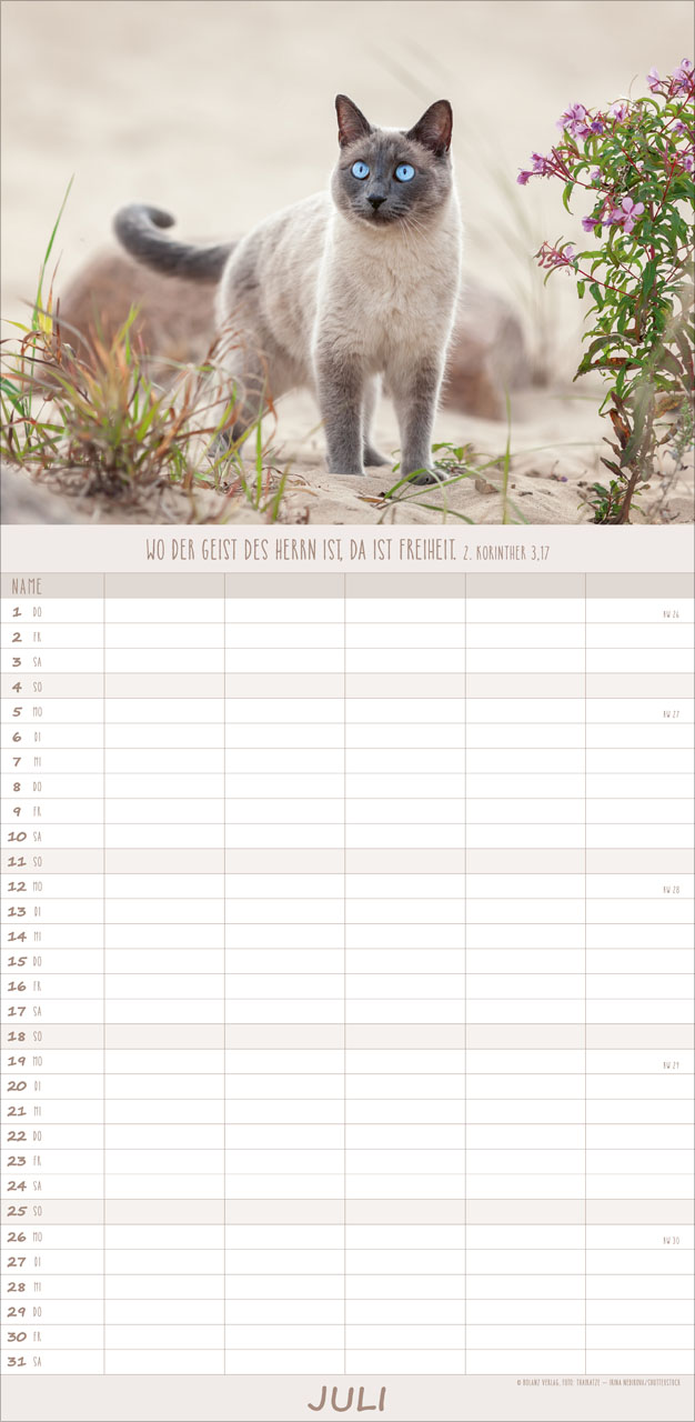 Katzen – Anmut auf vier Pfoten 2027 – Familienplaner