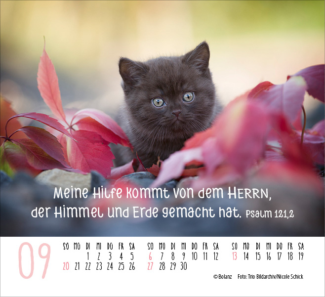Katzen - auf leisen Pfoten  - Minikalender 2026