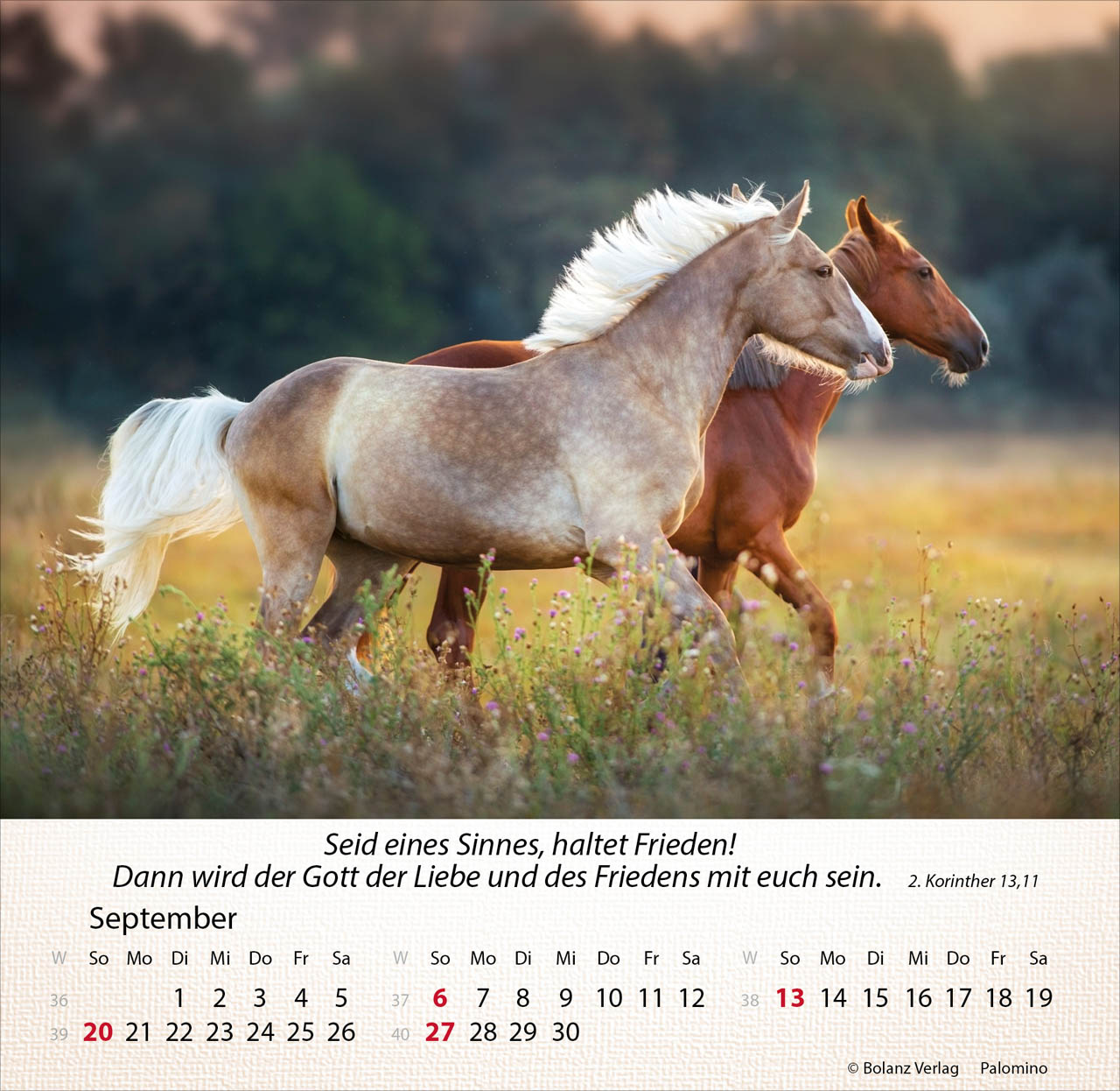 Pferde 2026 - Tischkalender