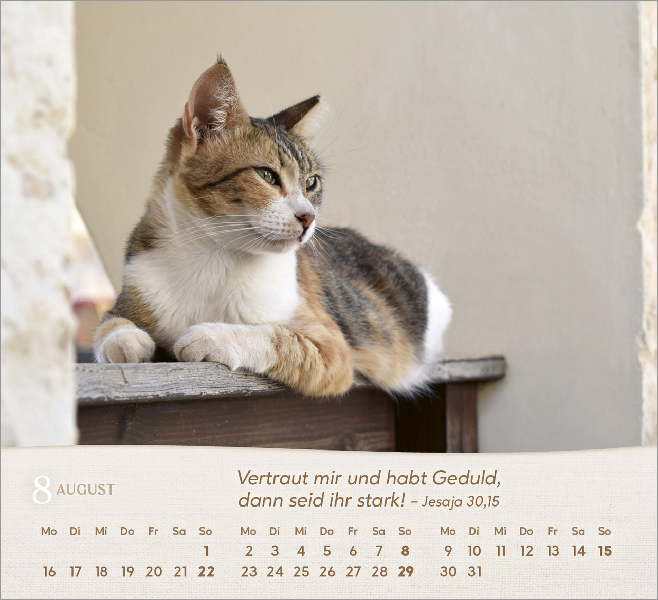 Katzen 2027 – Tischkalender
