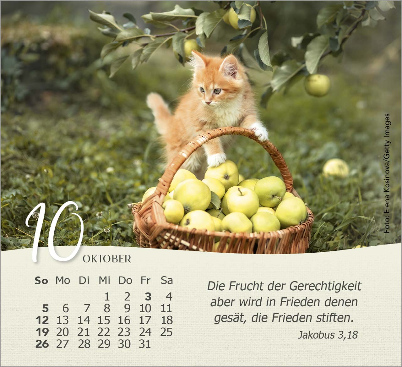 Katzen Tischkalender