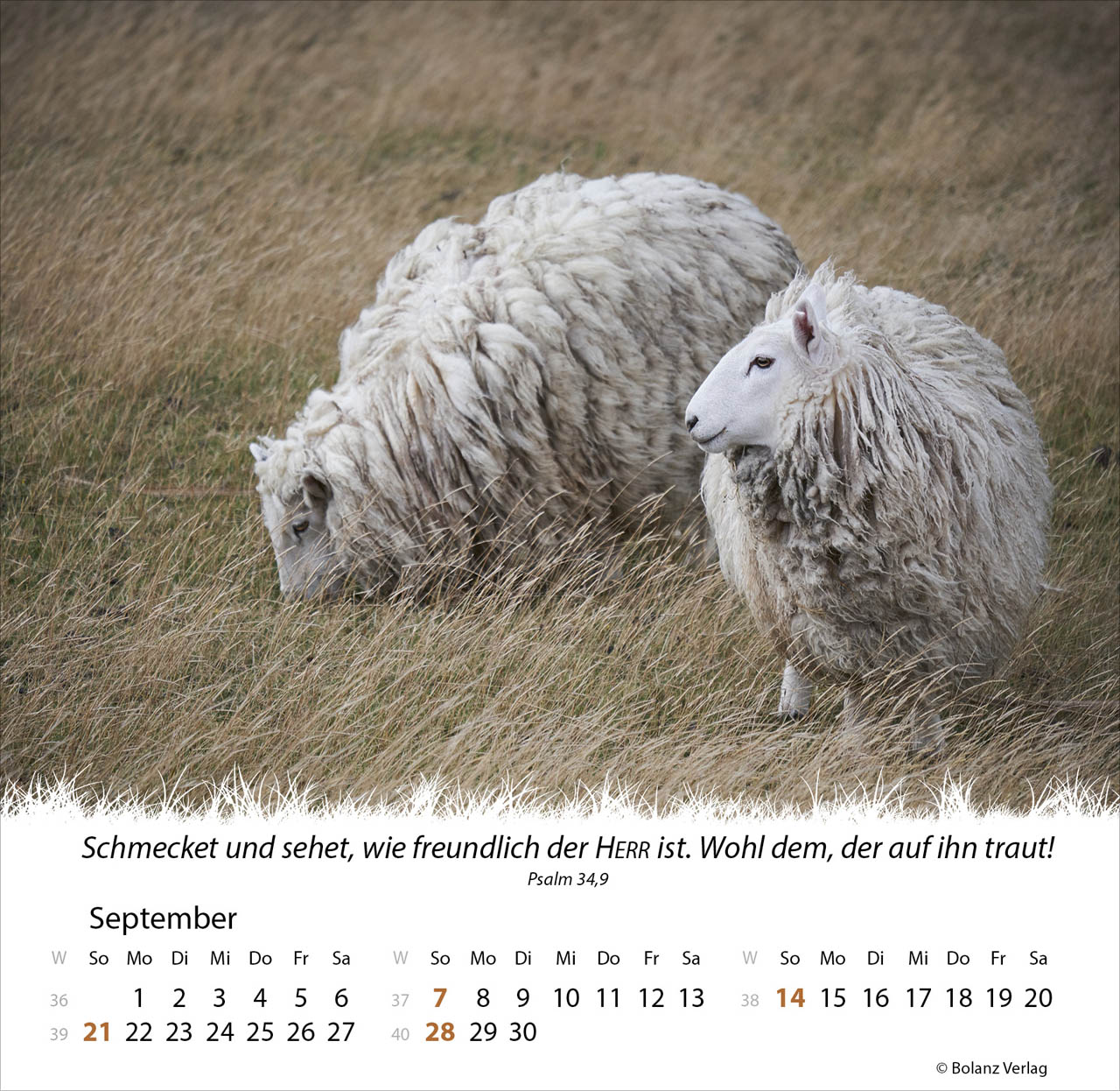 Ein Leben für die Schafe 2025 - Tischkalender