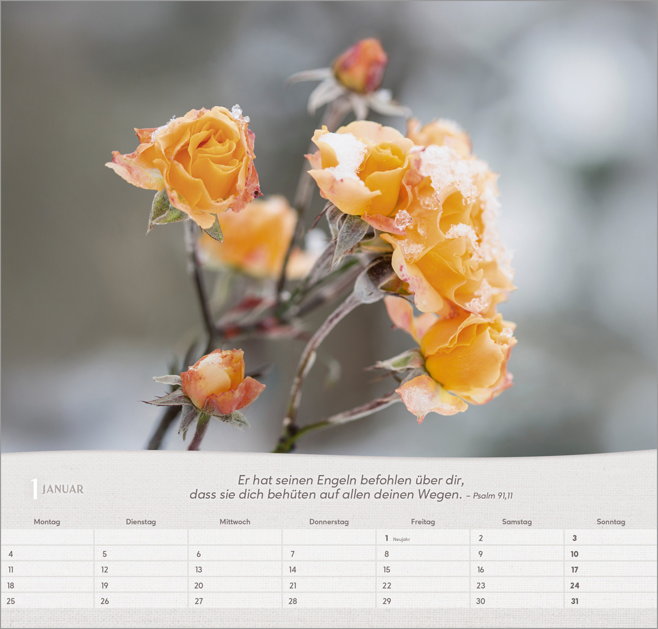 Rosen 2027 – Wandkalender