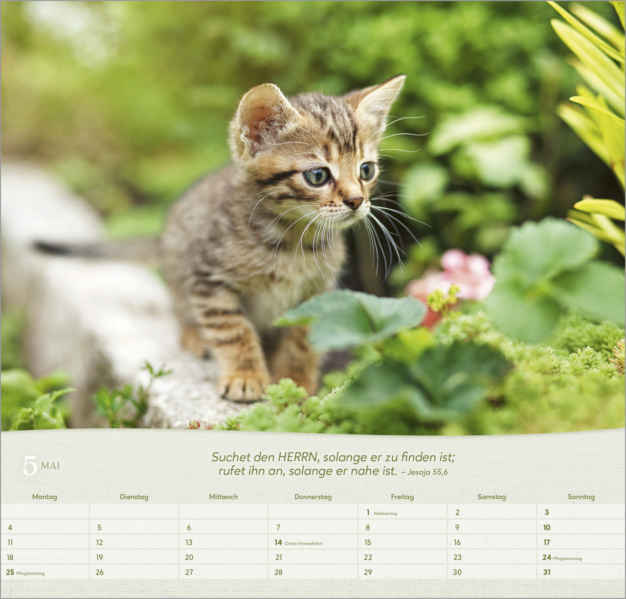 Katzen Wandkalender 2026