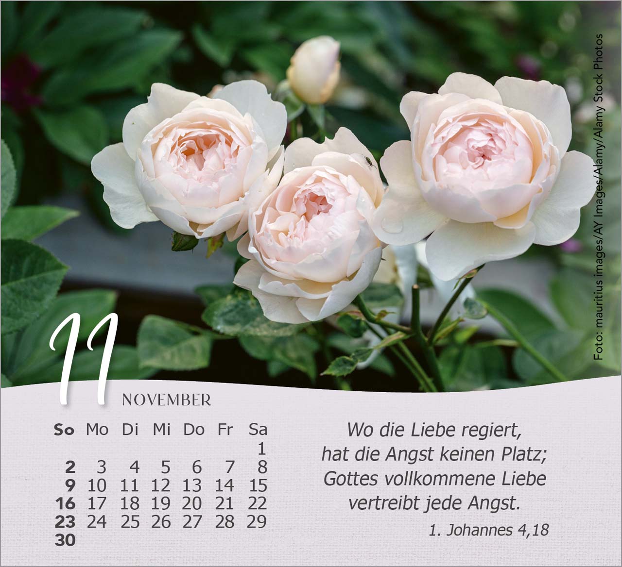 Rosen Tischkalender