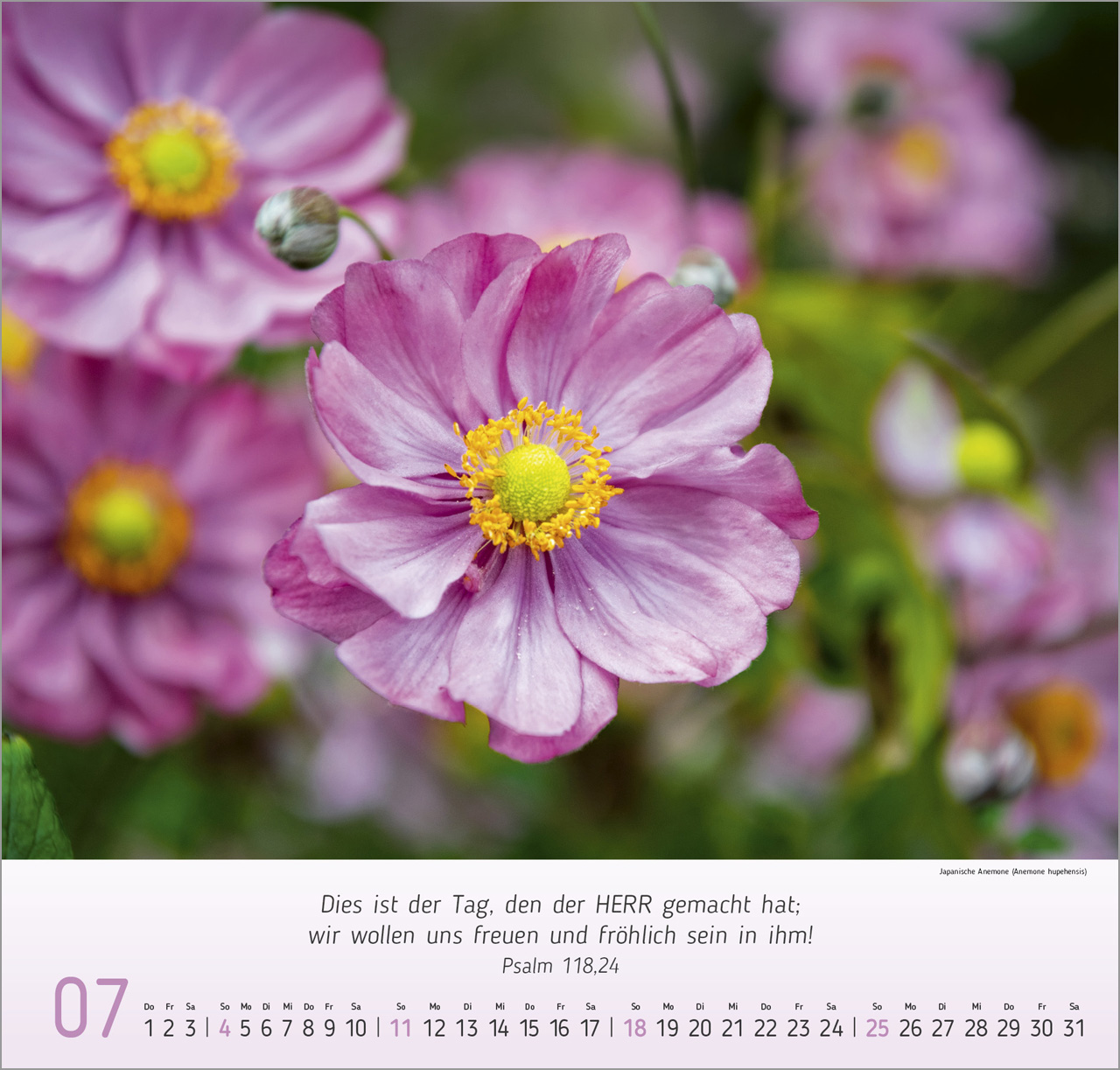 Blumen-Impressionen 2027 – Wandkalender