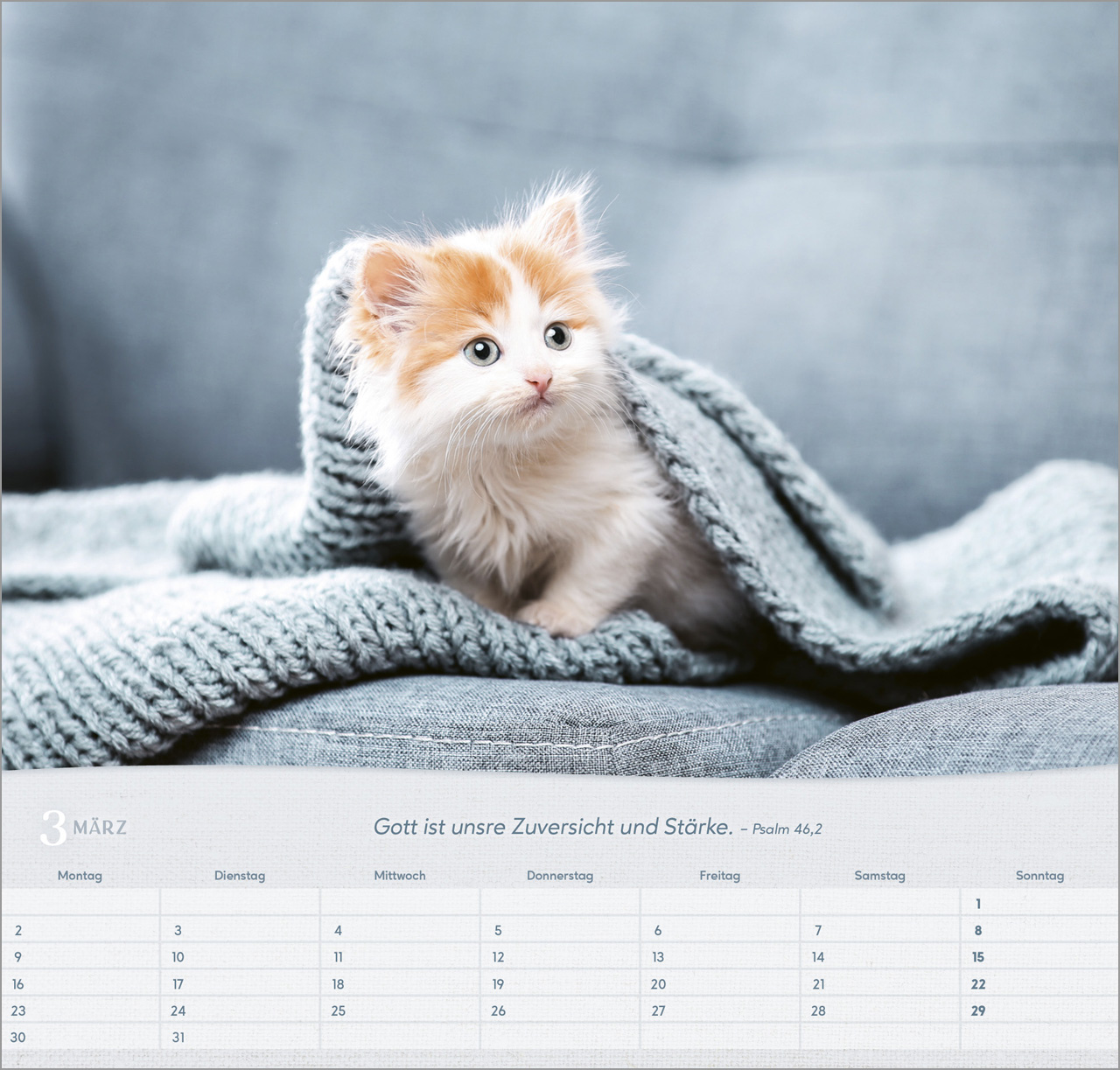 Katzen Wandkalender 2026