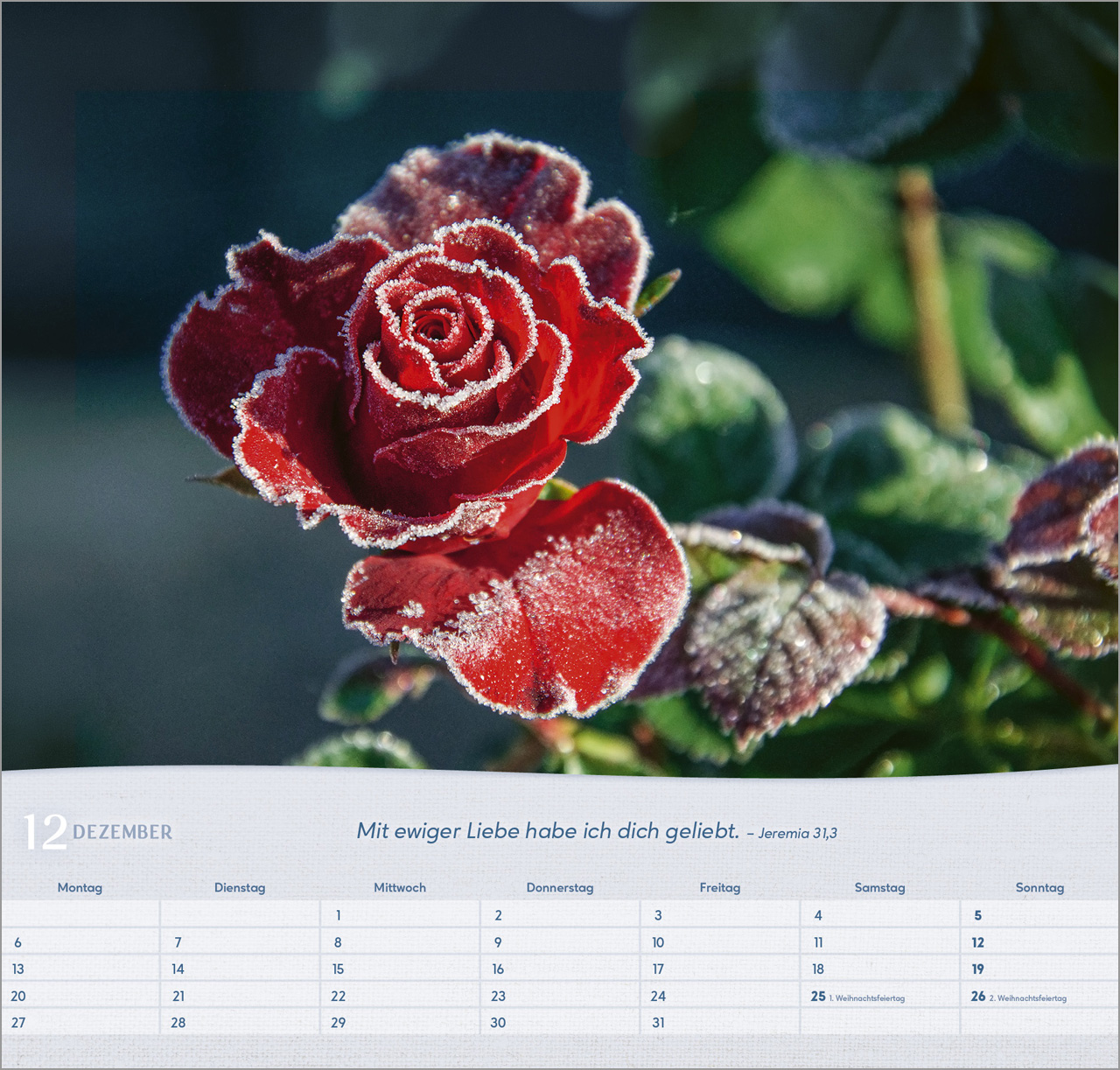 Rosen 2027 – Wandkalender