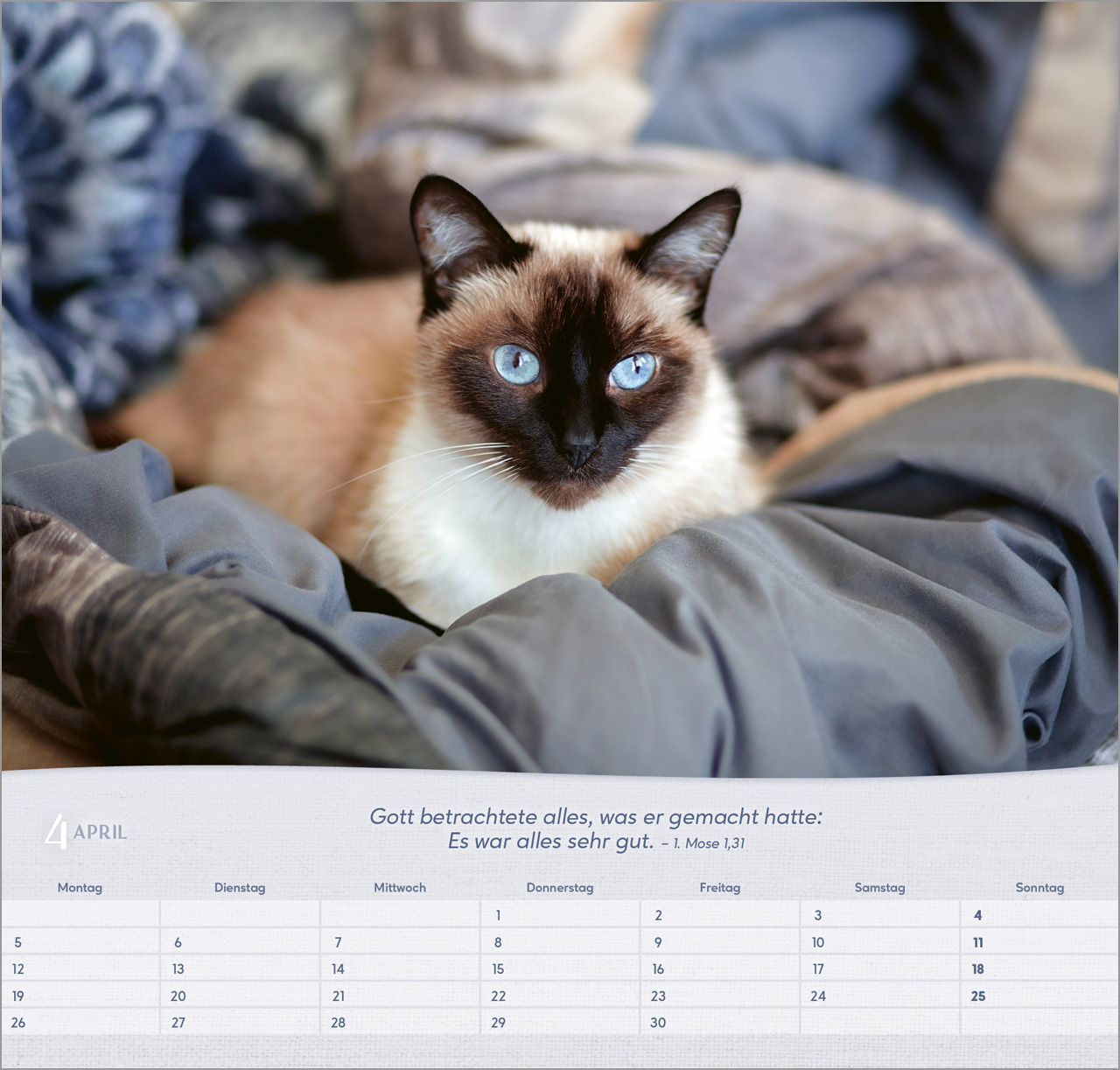 Katzen 2027 – Wandkalender
