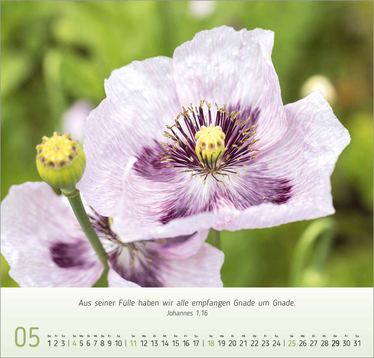 Blumen-Impressionen Wandkalender