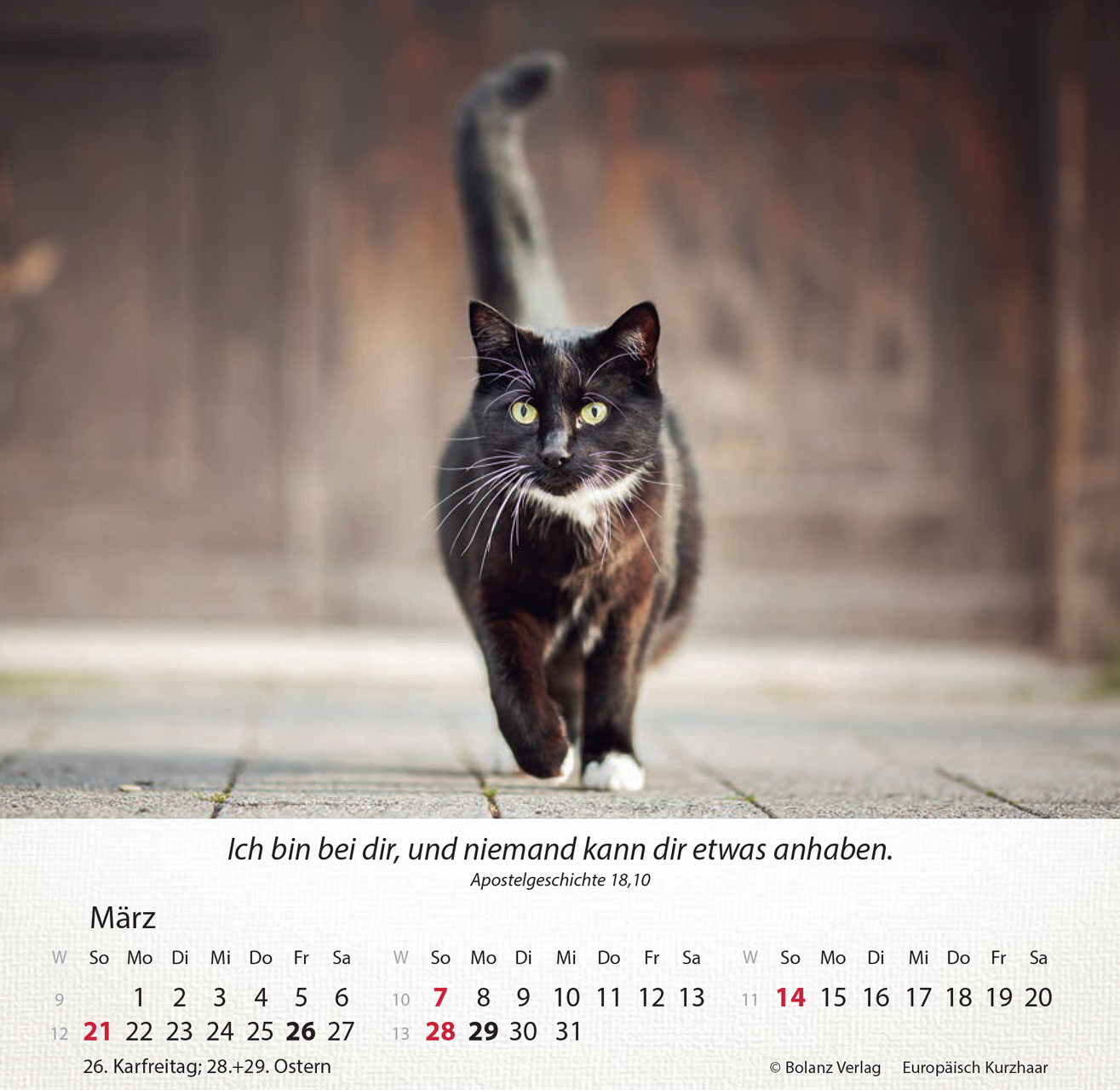Katzen 2027 – Tischkalender