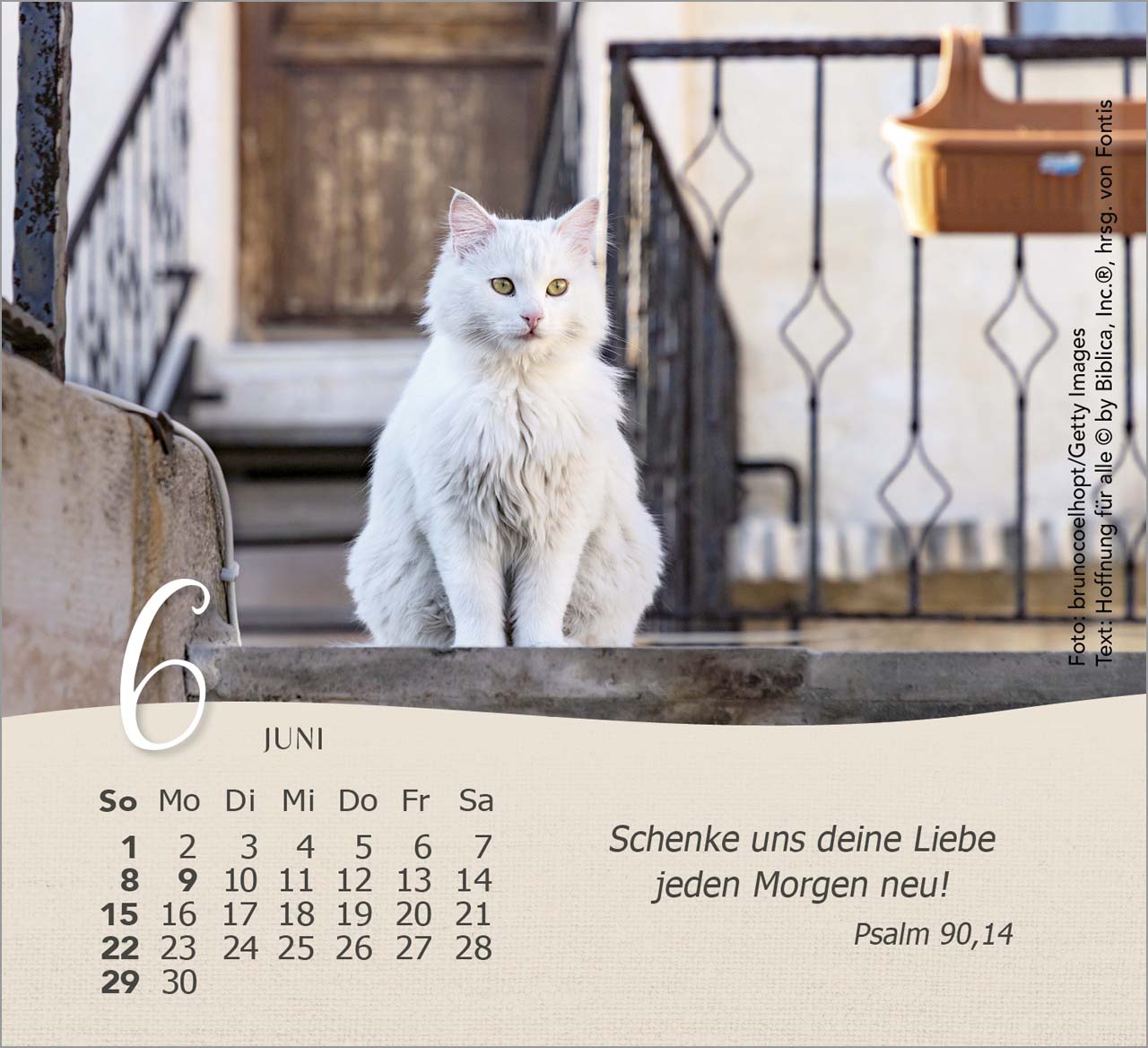 Katzen Tischkalender