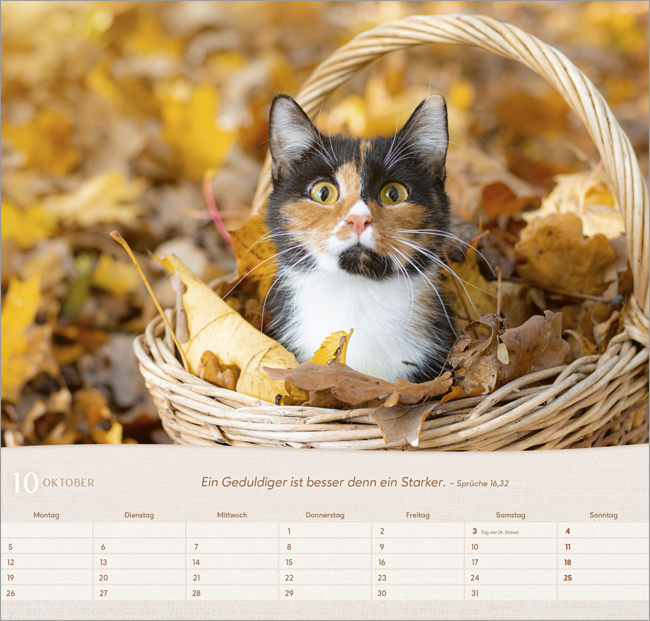 Katzen Wandkalender 2026