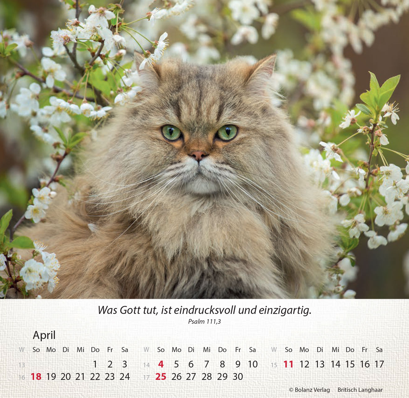 Katzen 2027 – Tischkalender