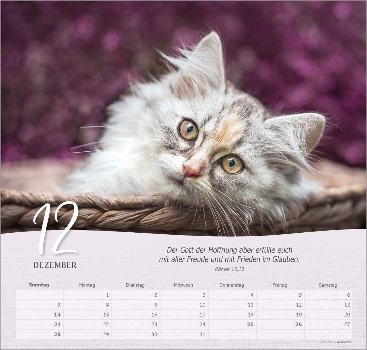 Katzen Wandkalender