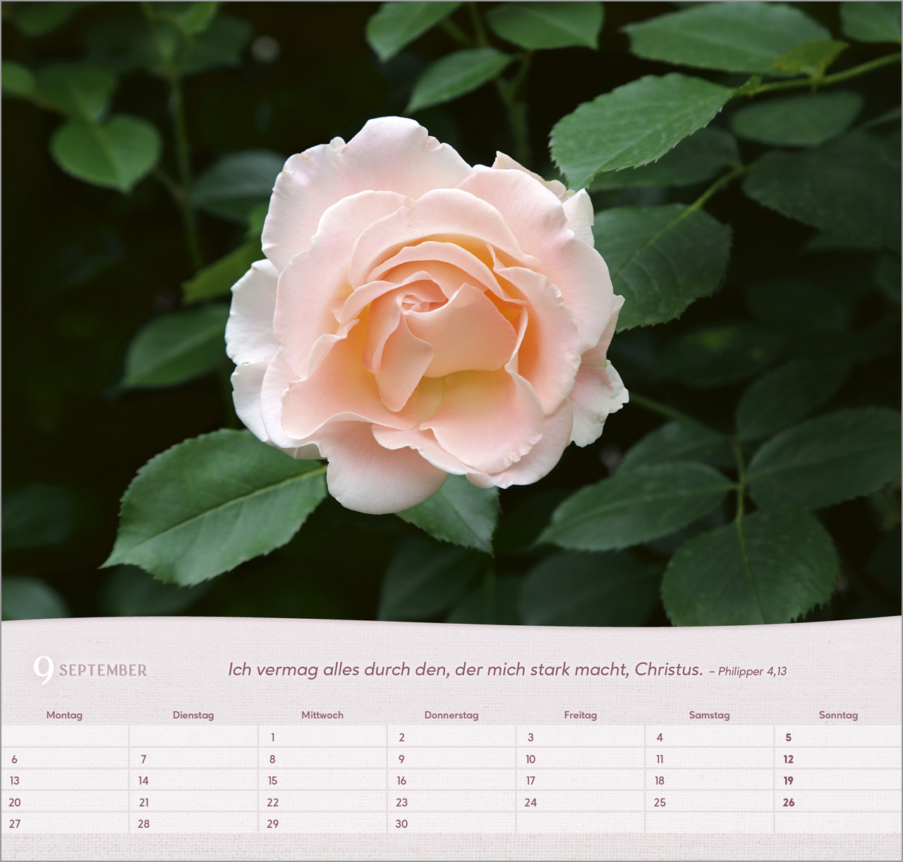 Rosen 2027 – Wandkalender