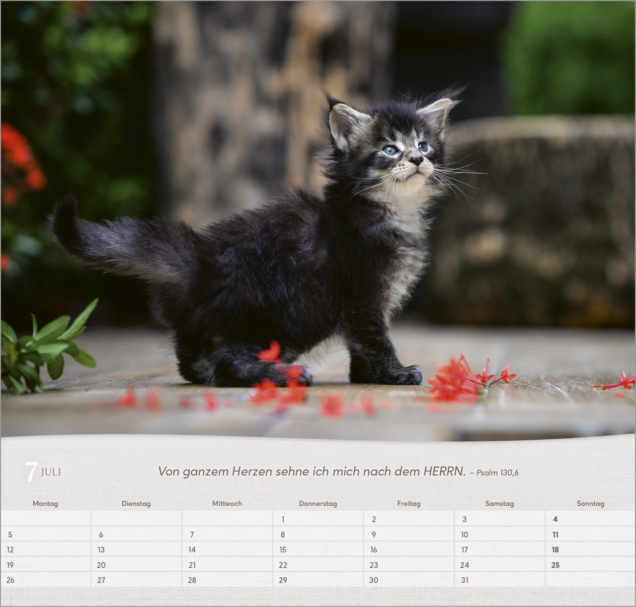 Katzen 2027 – Wandkalender