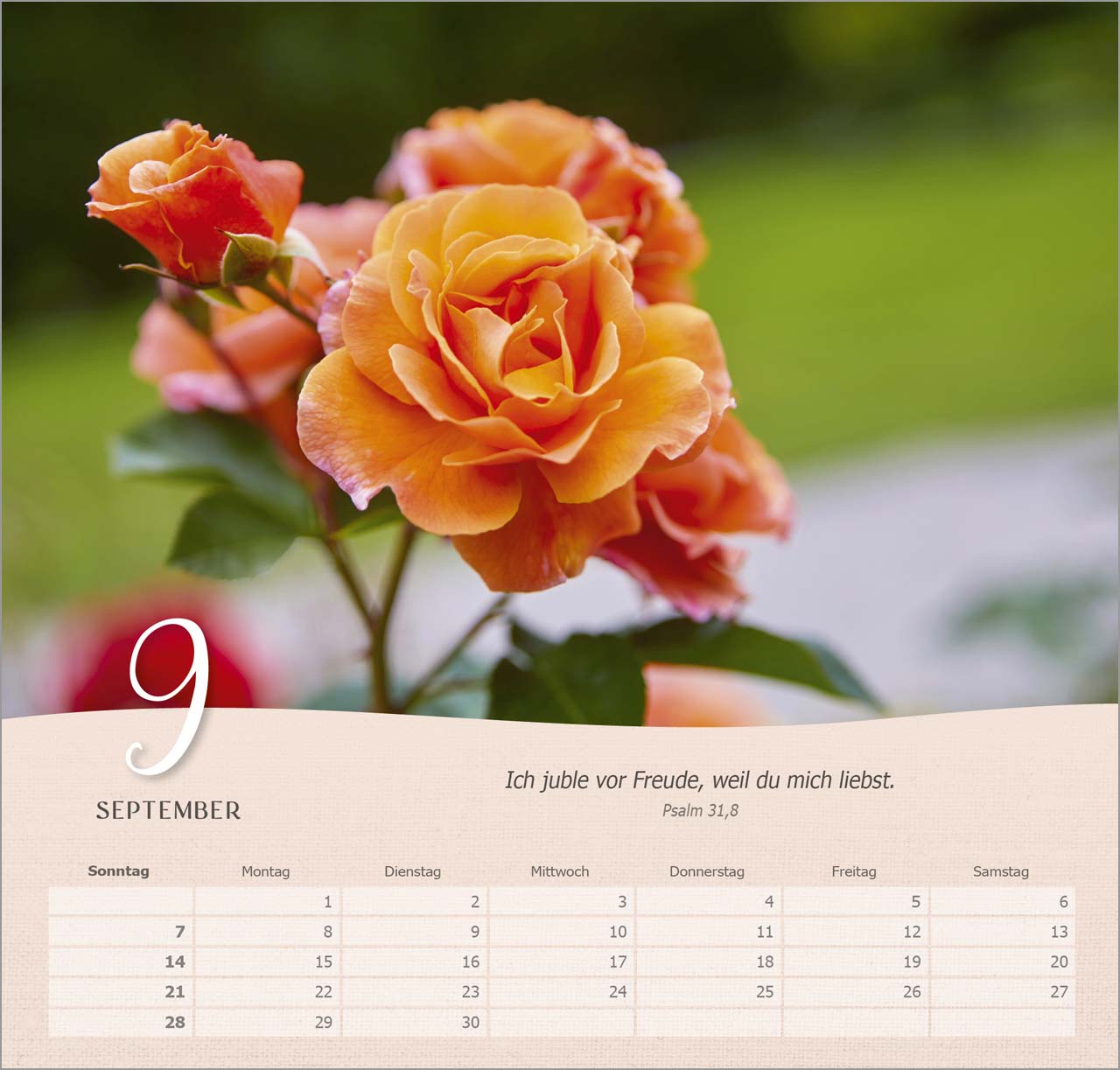 Rosen Wandkalender