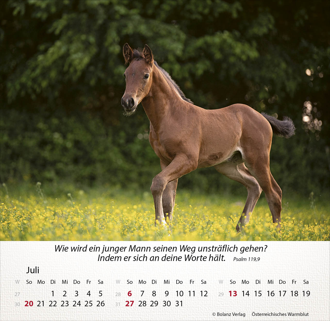 Pferde 2025 - Tischkalender