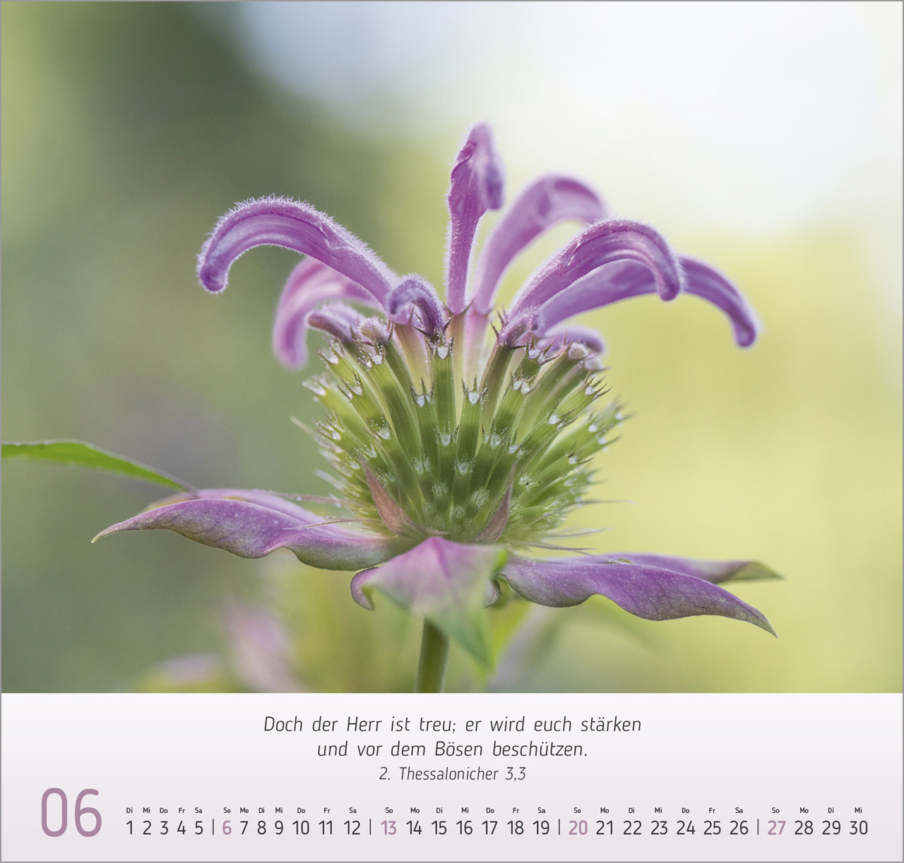 Gesichter der Natur 2027 – Wandkalender