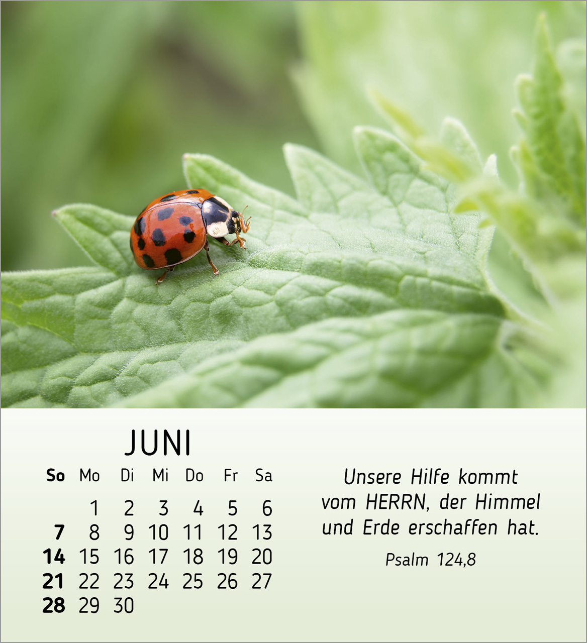 Stille Begegnungen Tischkalender 2026 Stille Begegnungen Tischkalender 2026