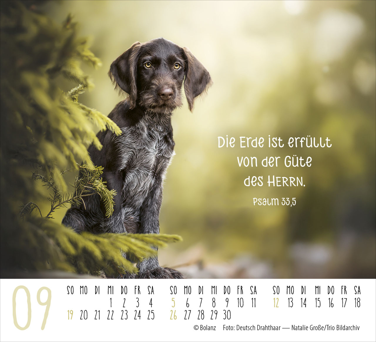 Hunde – treue Wegbegleiter 2027 – Minikalender