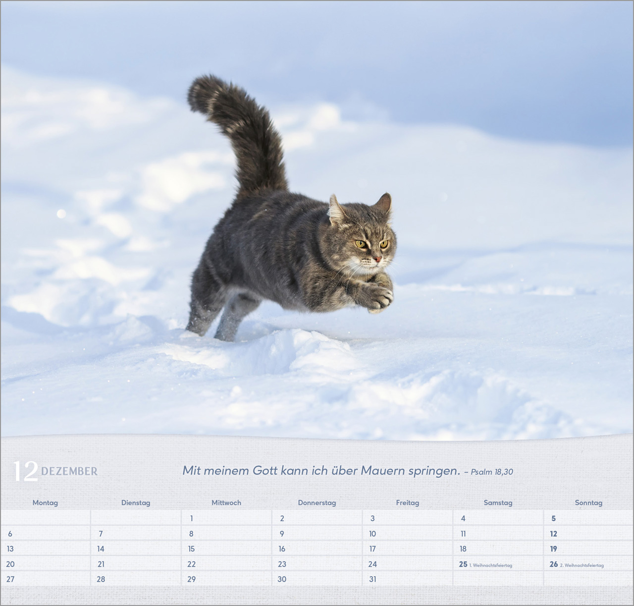 Katzen 2027 – Wandkalender