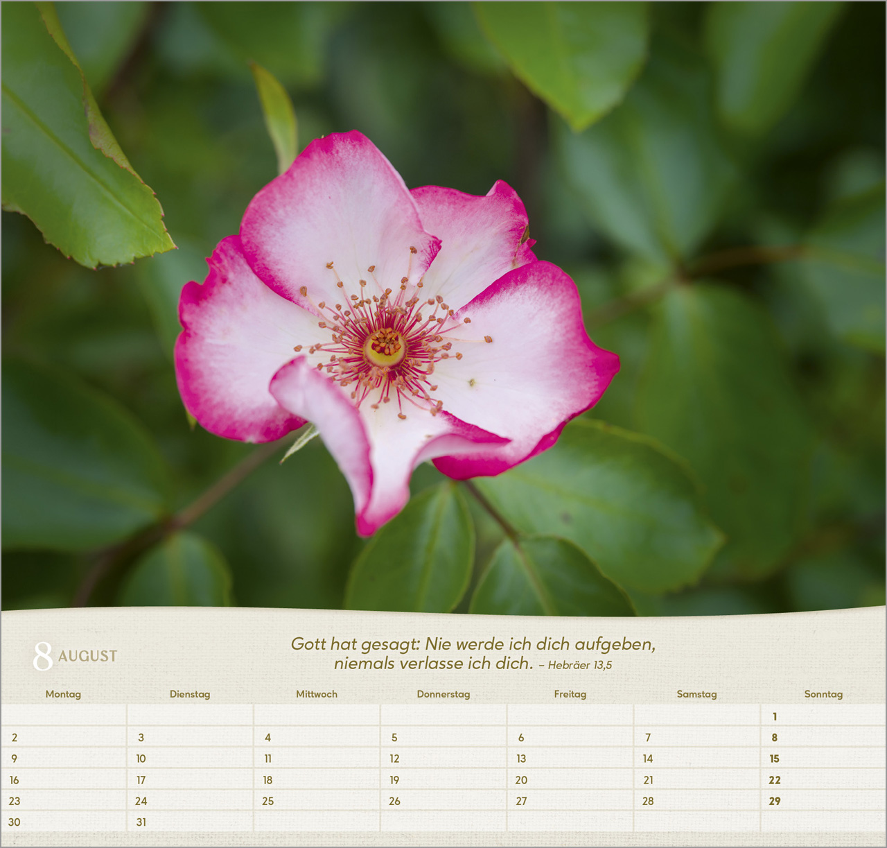 Rosen 2027 – Wandkalender