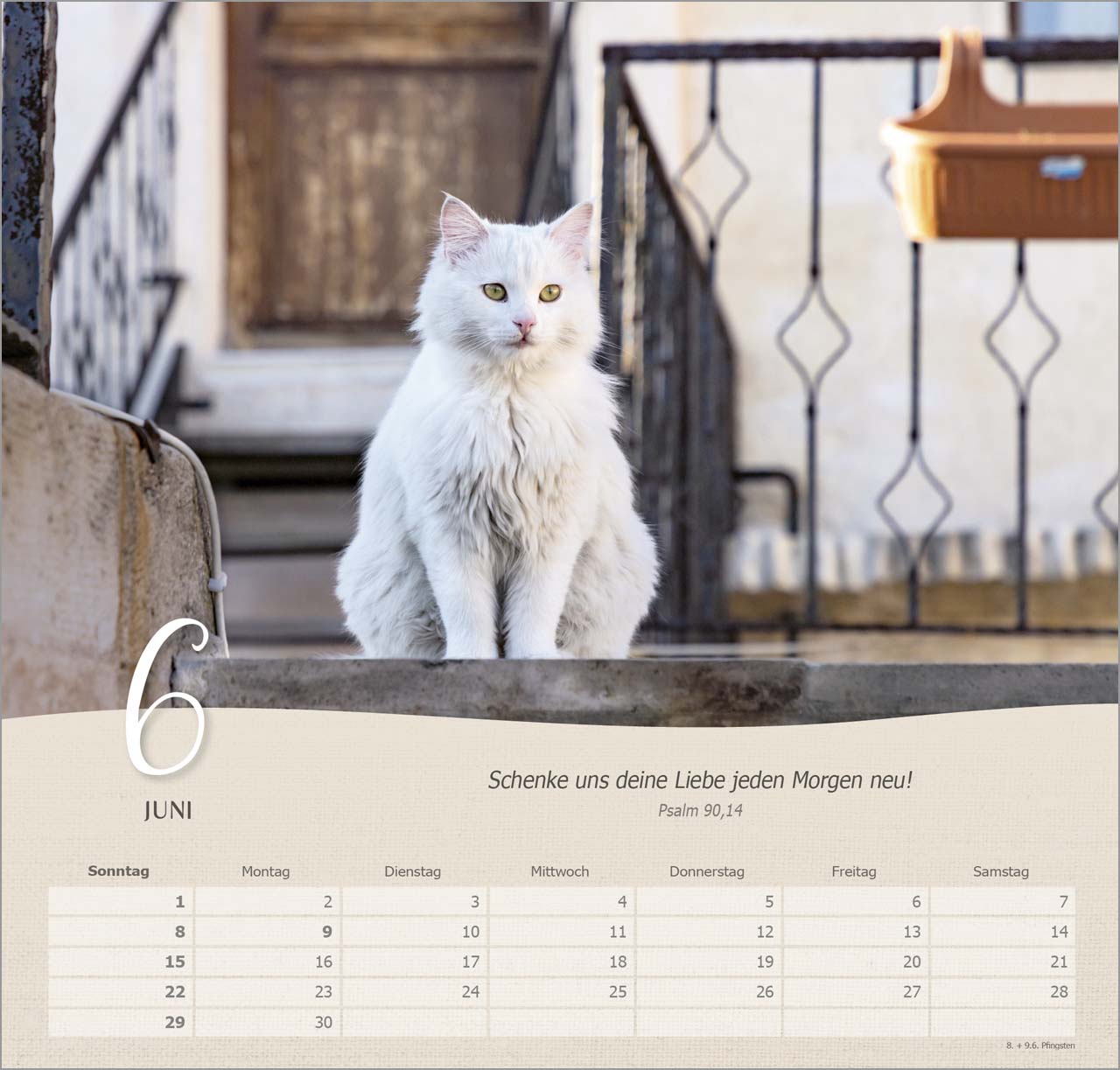 Katzen Wandkalender