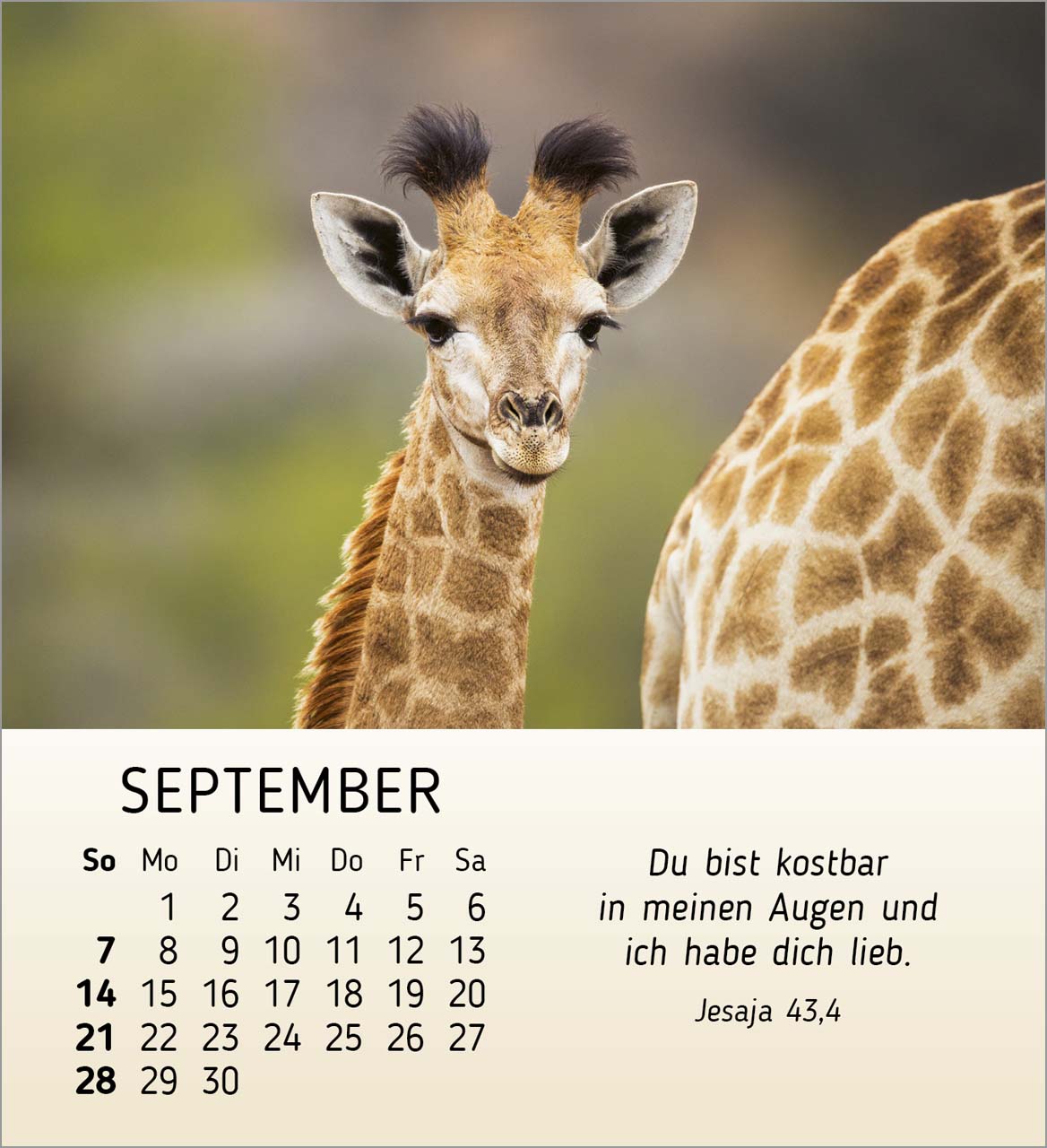 Meine kleinen Freunde 2025 - Tischkalender