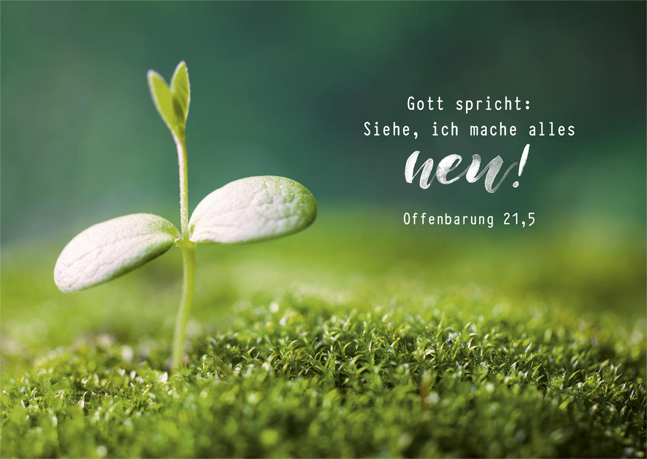 Postkarte Jahreslosung 2026 Spross