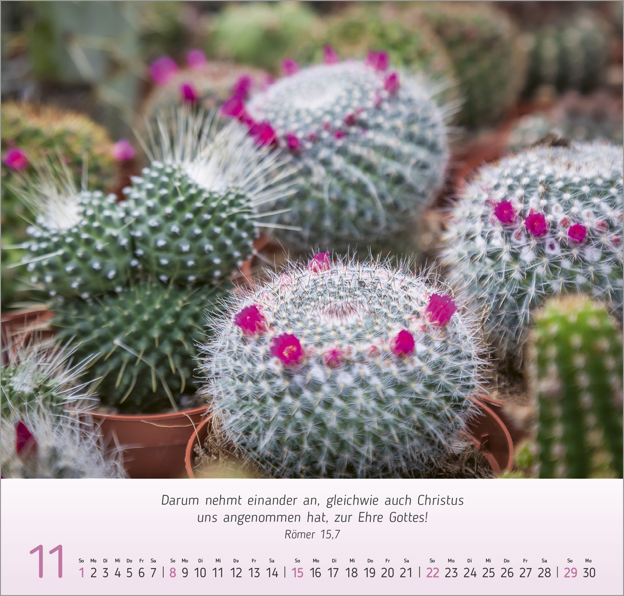 Blumen-Impressionen Wandkalender 2026