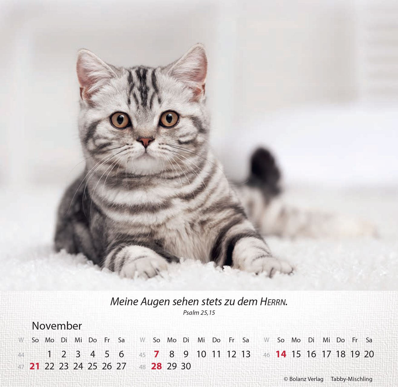 Katzen 2027 – Tischkalender