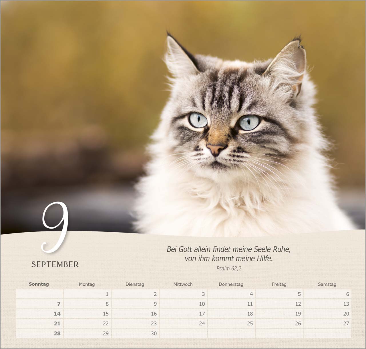 Katzen Wandkalender