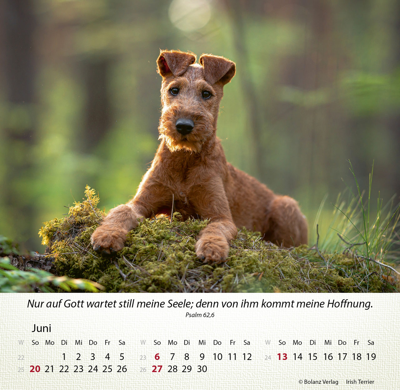 Hunde 2027 – Tischkalender