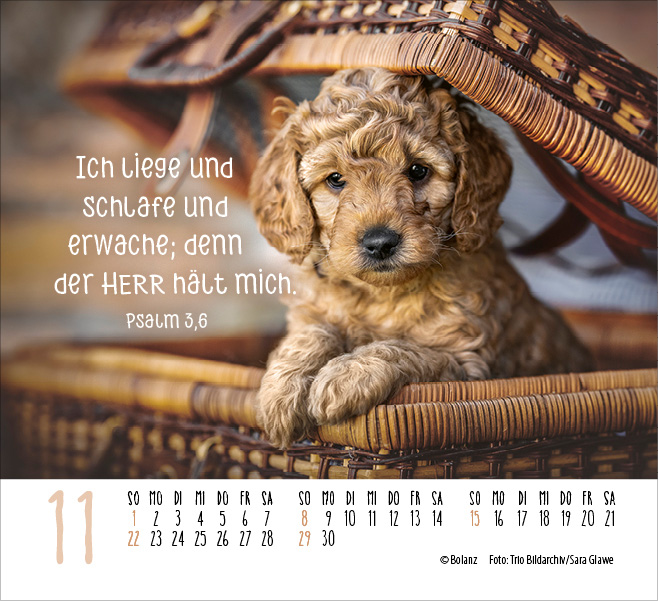Hunde - treue Wegbegleiter  - Minikalender 2026