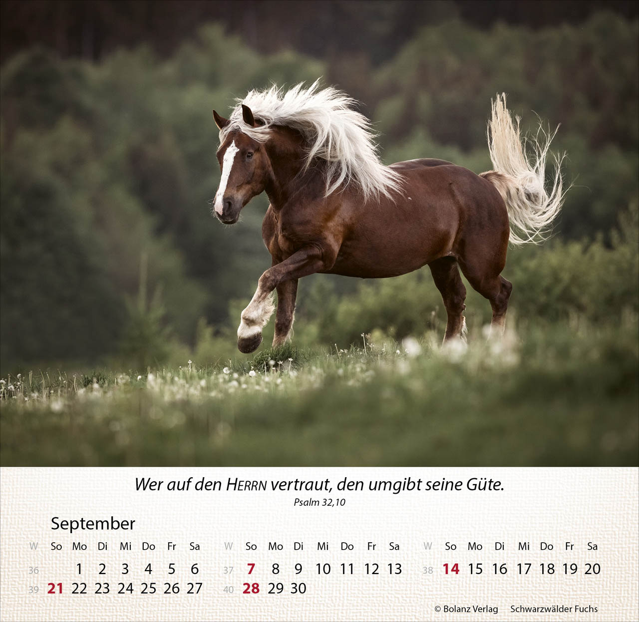 Pferde 2025 - Tischkalender