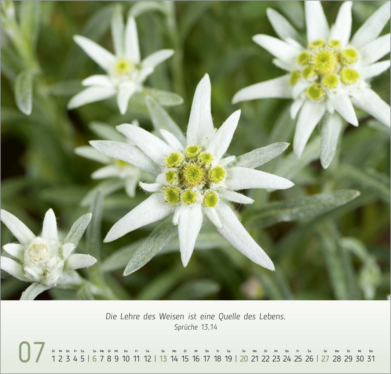 Gesichter der Natur Wandkalender