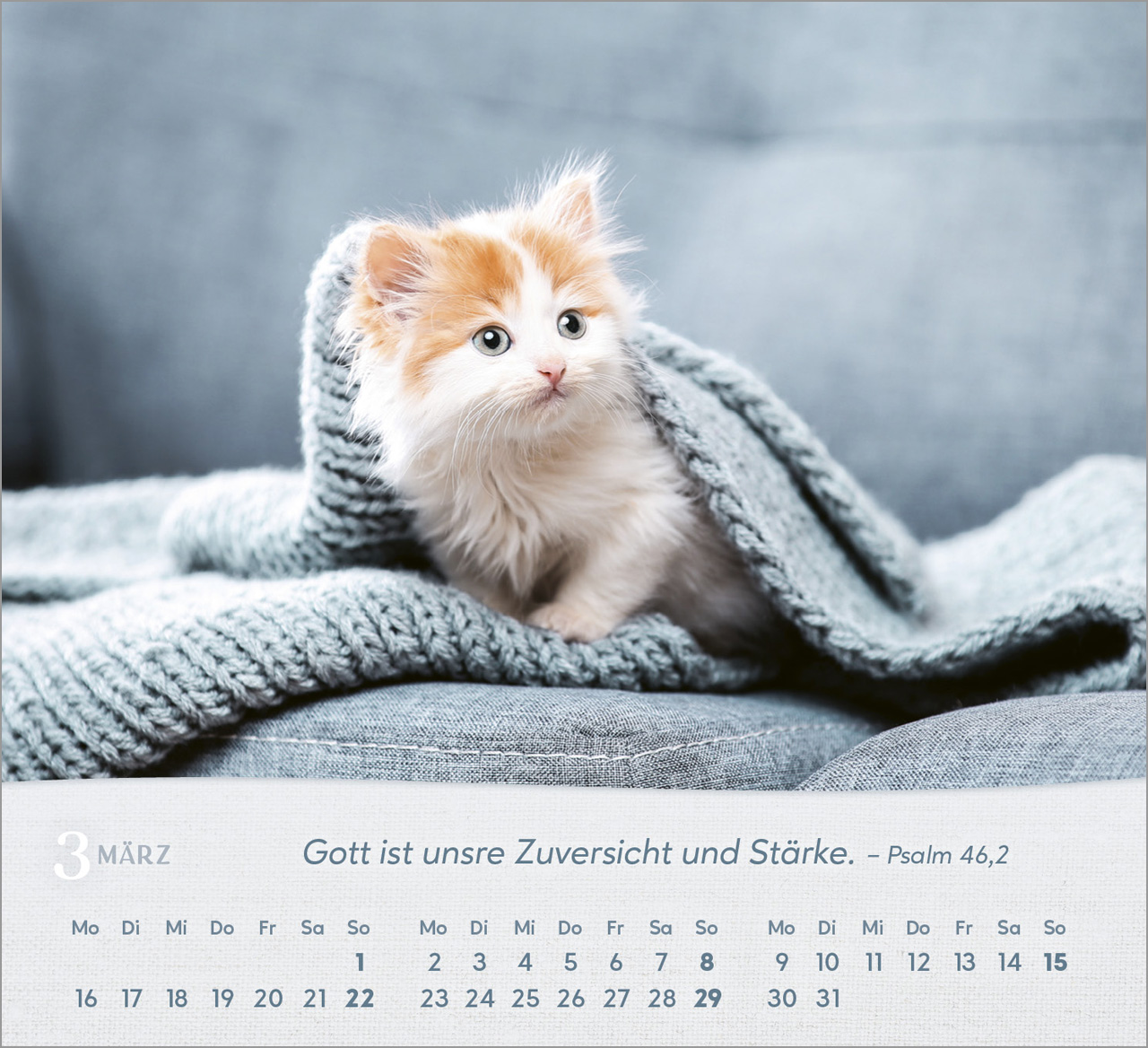 Katzen Tischkalender 2026 Katzen Tischkalender 2026