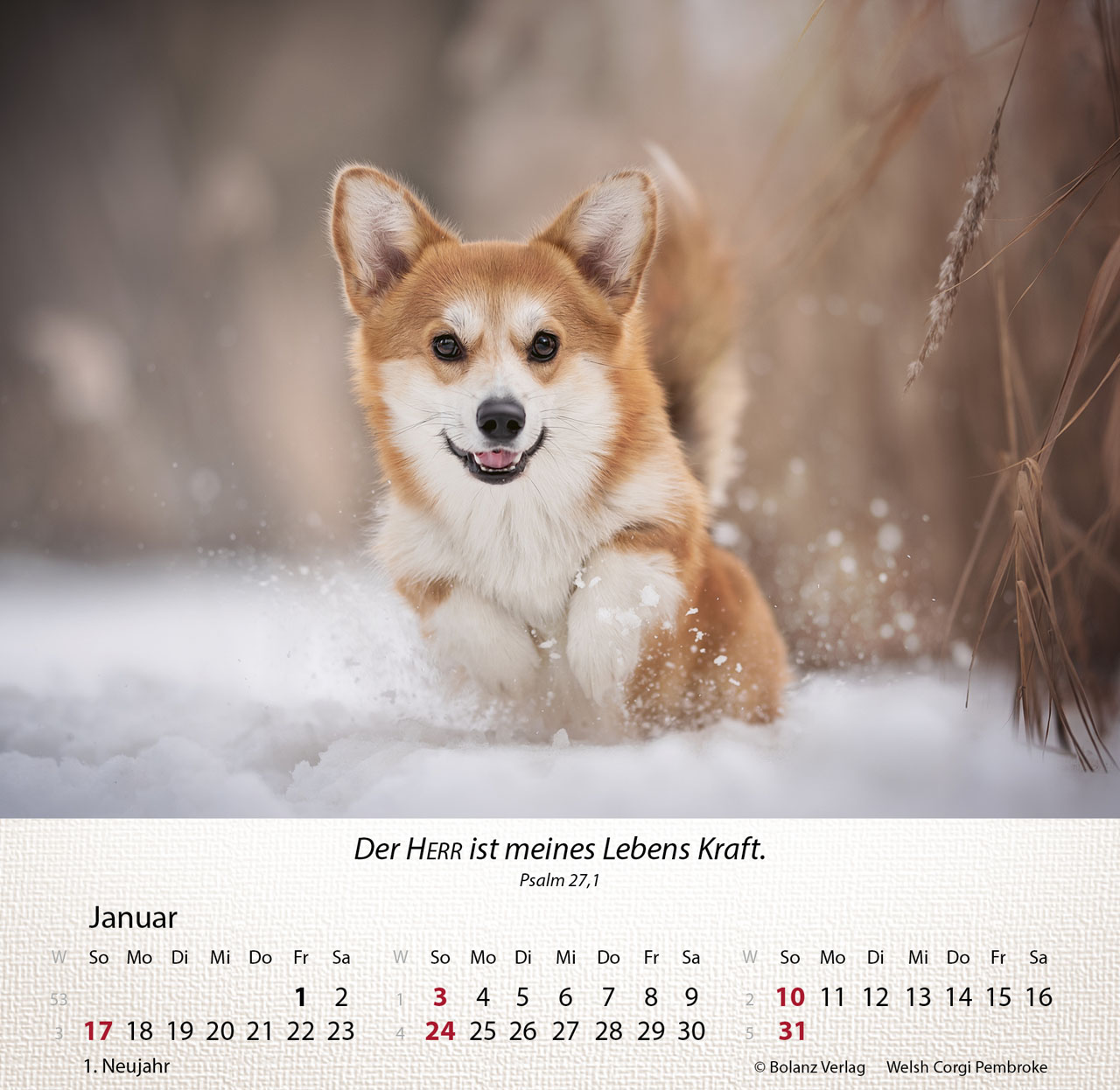 Hunde 2027 – Tischkalender