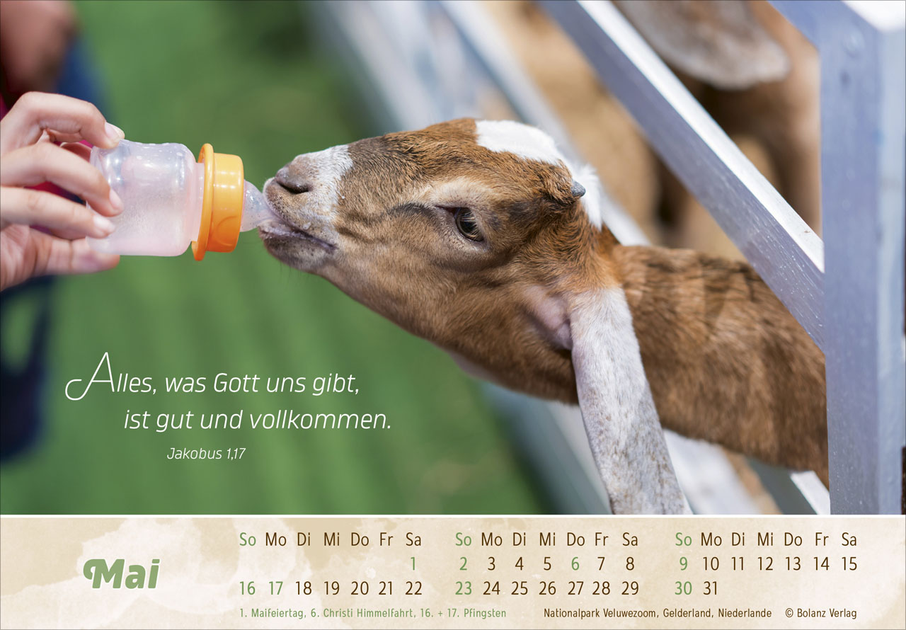 Der Gute Hirte 2027 – Panoramakalender