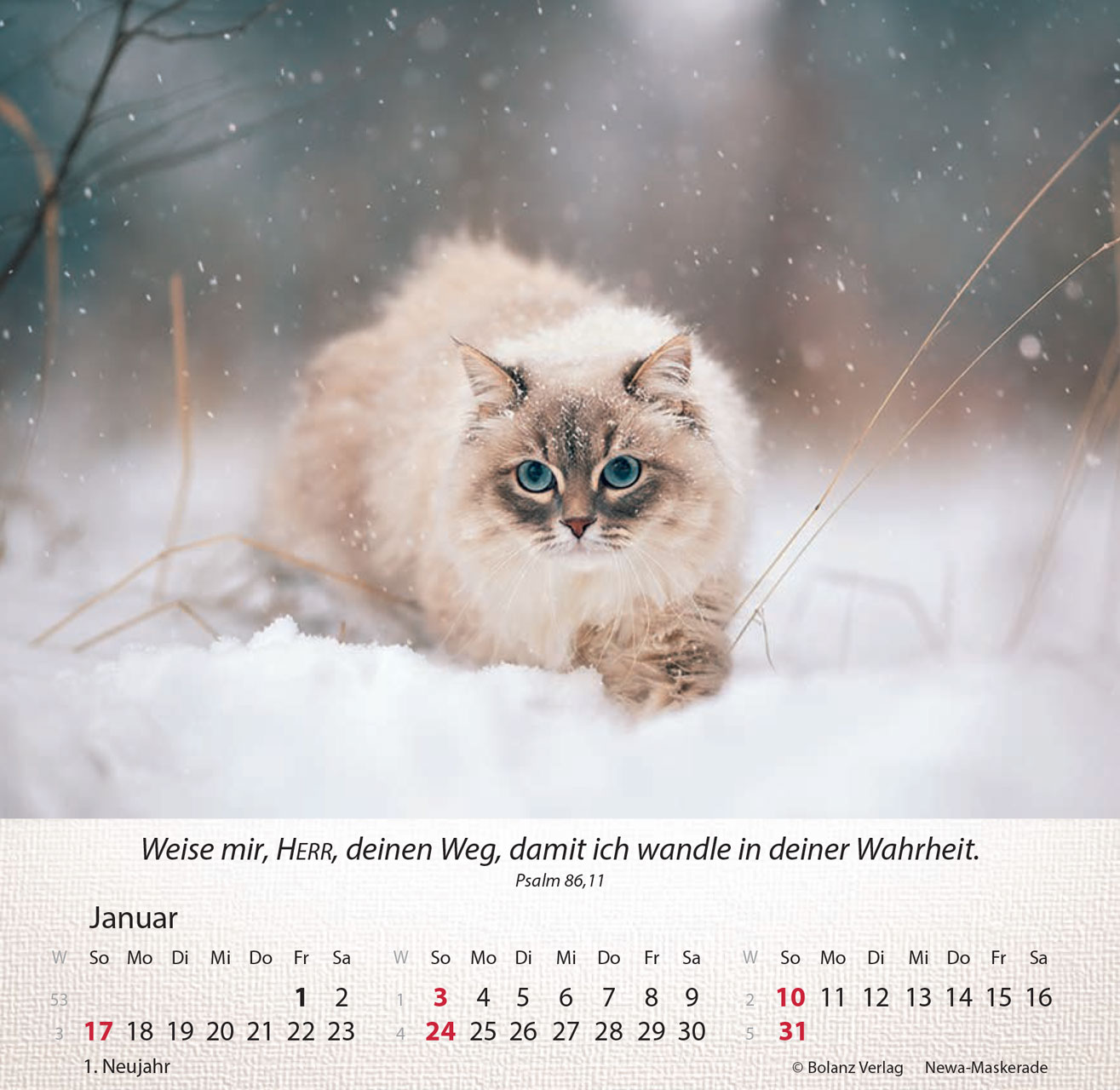 Katzen 2027 – Tischkalender